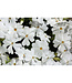 Phlox subulata 'White Delight' (Moss Phlox) 3.5in [1]