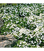 Phlox subulata 'White Delight' (Moss Phlox) 3.5in [1]