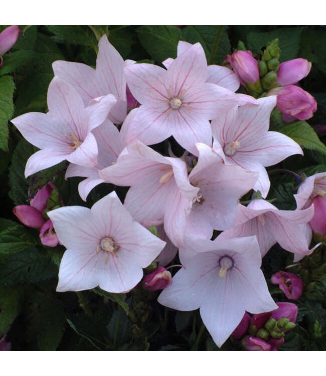 Platycodon grandiflorus 'Astra Pink' (Balloon Flower) 1gal [1]