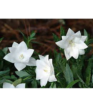 Livingstone Platycodon grandiflorus 'Astra White' (Balloon Flower) 1gal [1]