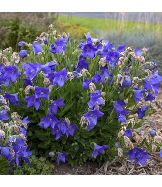 Livingstone Platycodon grandiflorus 'Sentimental Blue' (Balloon Flower) 3.5in [1]