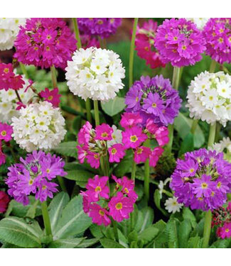 Livingstone Primula denticulata (Drumstick Primrose) 3.5in [1]