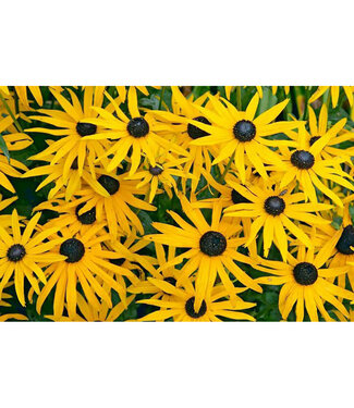 Livingstone Rudbeckia fulgida 'Goldsturm' (Black-eyed Susan) 1gal [1]
