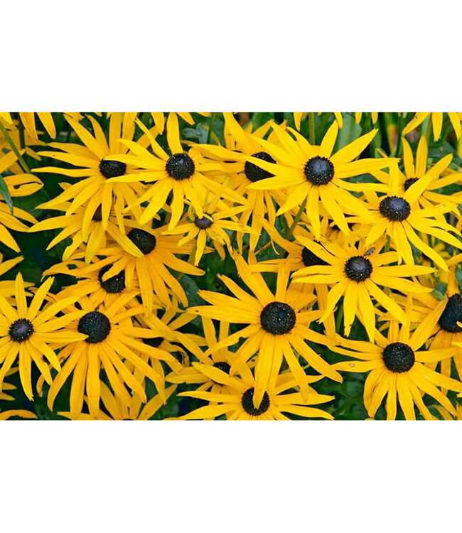 Rudbeckia fulgida 'Goldsturm' (Black-eyed Susan) 1gal [1]