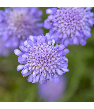 Livingstone Scabiosa columbaria 'Butterfly Blue' (Pincushion Flower) 1gal [1]