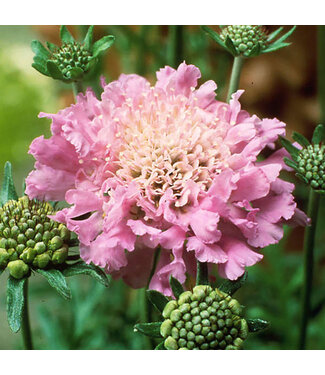 Livingstone Scabiosa columbaria 'Pink Mist' (Pincushion Flower) 1gal [1]