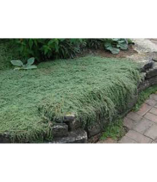 Livingstone Thymus pseudolanuginosus (Woolly Thyme) 3.5in [1]