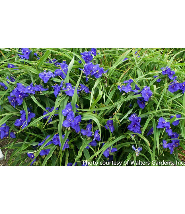 Tradescantia a. (Zwanenburg Blue) 4in [2]