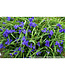 Tradescantia a. (Zwanenburg Blue) 4in [2]