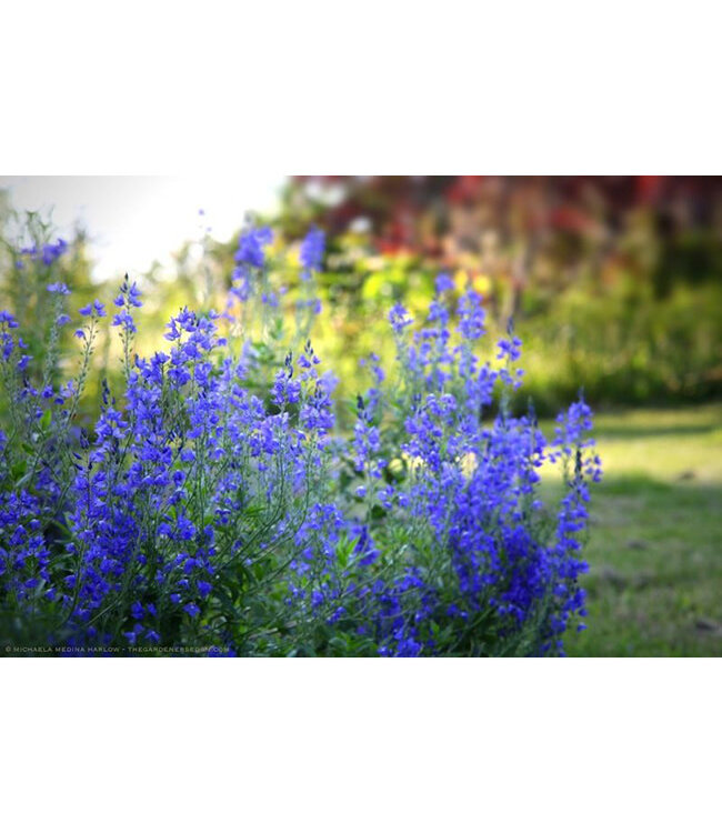 Veronica austriaca (Austrian Speedwell) 3.5in [1]