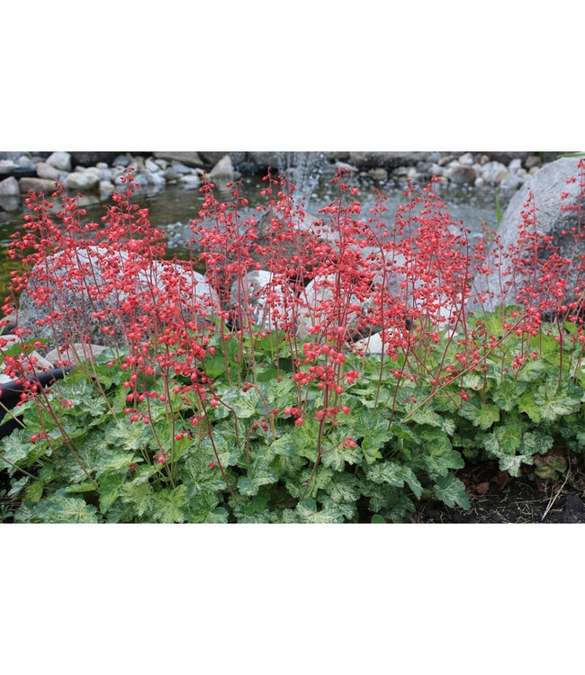 Heuchera x 'Arctic Mist' (Coral Bells) 1gal [1]