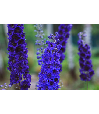 Livingstone Delphinium elatum 'Black Knight' 3.5in [1]