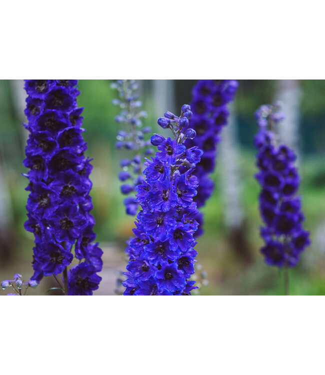 Delphinium elatum 'Black Knight' 3.5in [1]