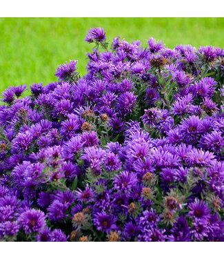 Livingstone Aster novae-angliae 'Grape Crush' (Aster) 1gal [1]