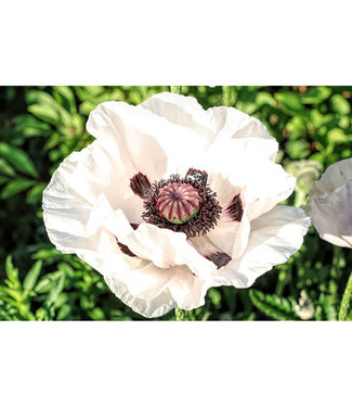 Livingstone Papaver orientale 'Royal Wedding' (Poppy) 3.5in [1]