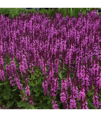 Livingstone Salvia nemerosa 'Rose Marvel' (Sage) 1gal [1]