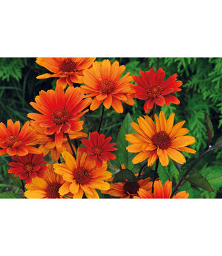 Livingstone Heliopsis helianthoides var. scabra 'Bleeding Hearts' (False Sunflower) 1gal [1]
