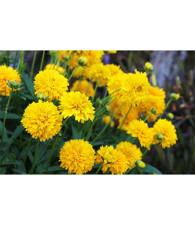 Coreopsis grandiflora (Moonswirl) 1gal [2]