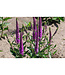 Veronica x (Purpleicious) 4in [2]