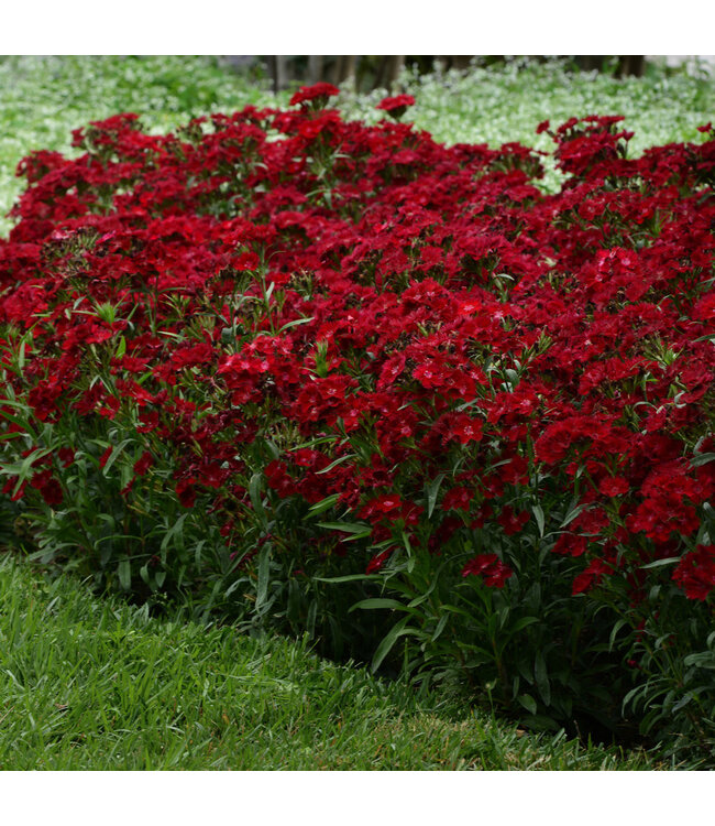 Dianthus x (Rockin' Red) 4in [2]