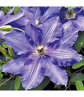 Livingstone Clematis x 'Danielle' (Vancouver Clematis) 1gal [1]