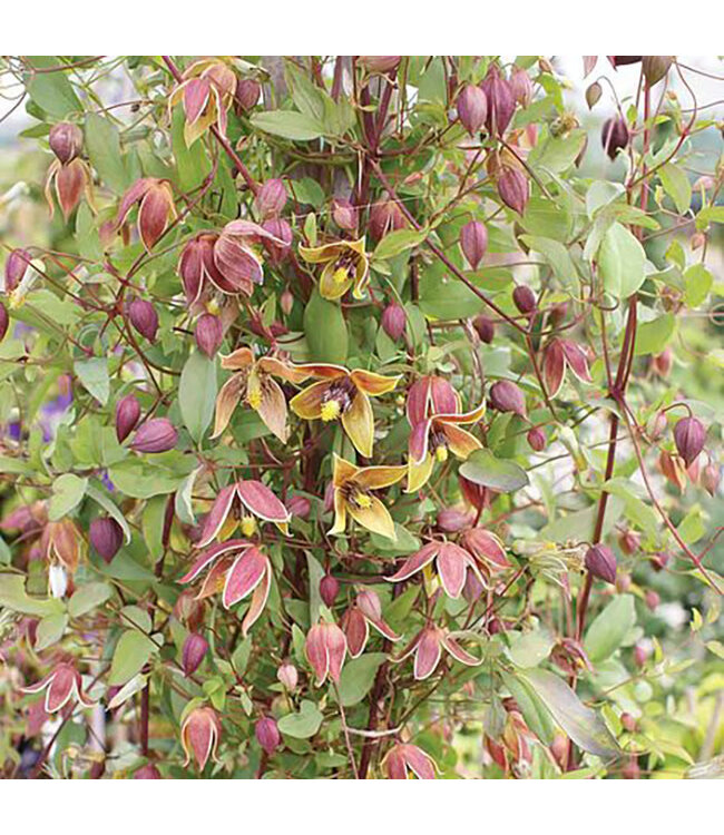 Clematis 'Engelina' (My Angel) 1gal [1]