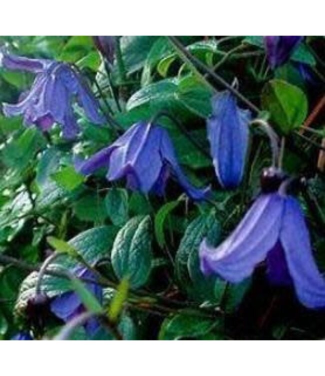 Clematis x 'Blue Boy' 1gal [1]