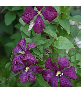 Livingstone Clematis x 'Etoile Violette' 1gal [1]