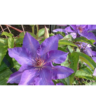 Livingstone Clematis x 'Jackmanii' 1gal [1]