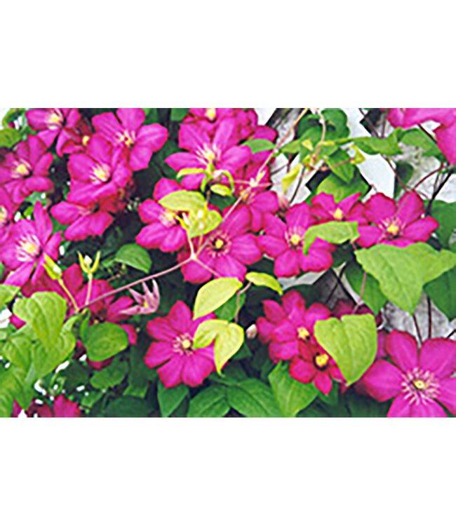 Clematis x 'Ville de Lyon' 1gal [1]
