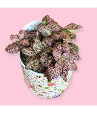 Fittonia - Pink 4in [11]