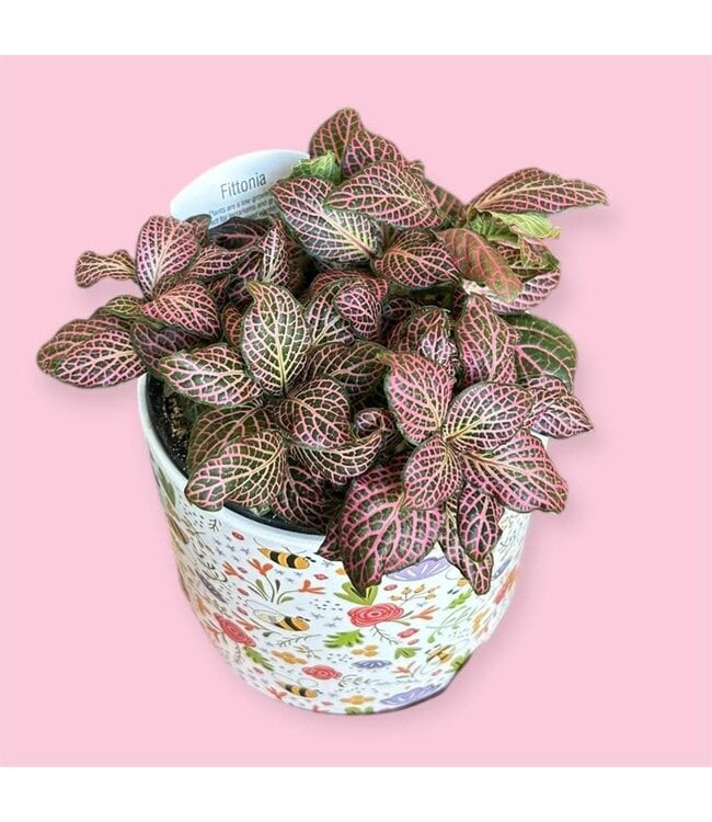 Fittonia - Pink 4in [11]