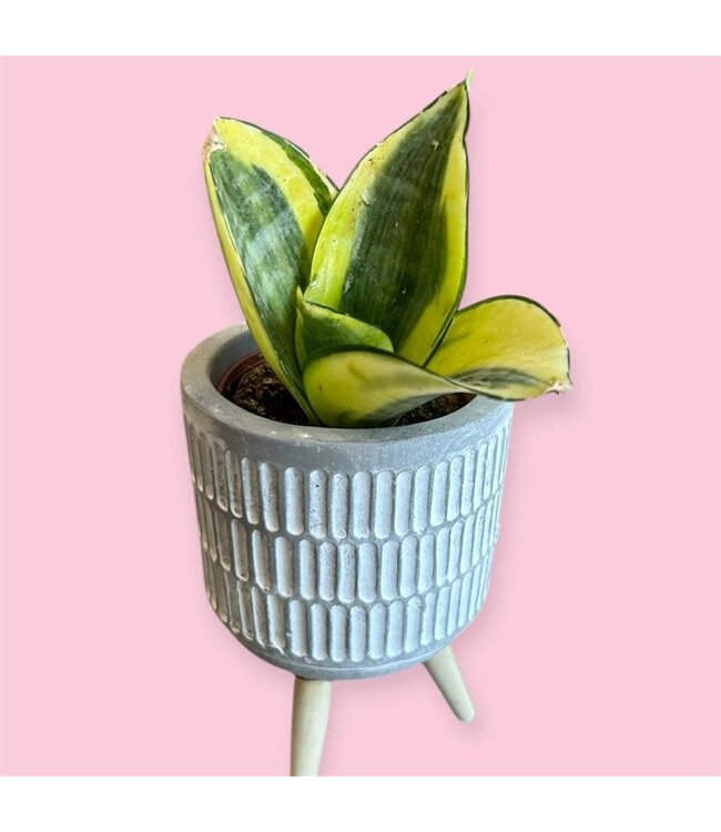 Sanseveria-Gold Hahnii 2.25" [11]