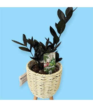 Zamioculcas-Black 6" [11]