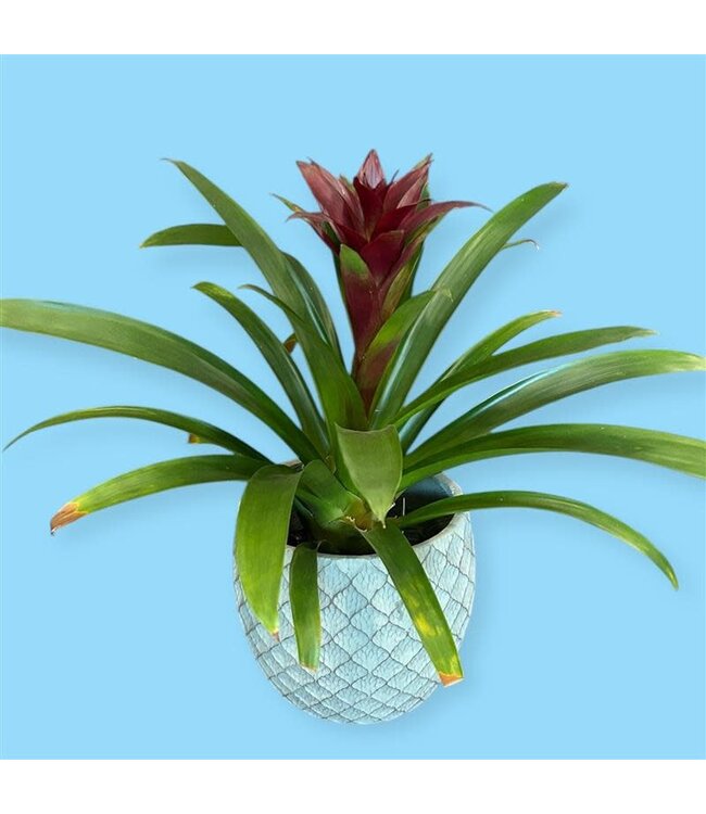 Bromelia Species Assorted Colors 6" [11]