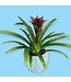 Bromelia Species Assorted Colors 6" [11]