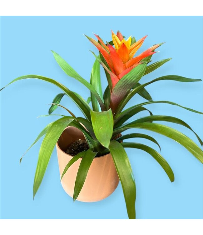 Bromelia Species Assorted Colors 6" [11]