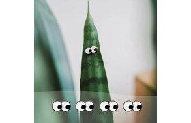 Plant Good Vibes