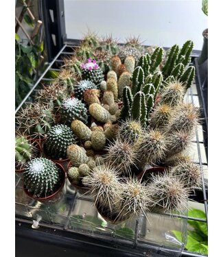 Livingstone Assorted Cacti 2.25" [11]