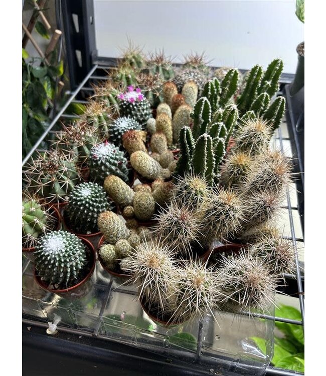 Assorted Cacti 2.25" [11]
