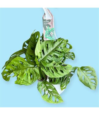 Livingstone Monstera Monkey Mask 8"HB [11]