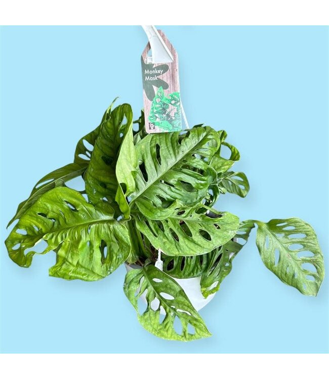 Monstera Monkey Mask 8"HB [11]
