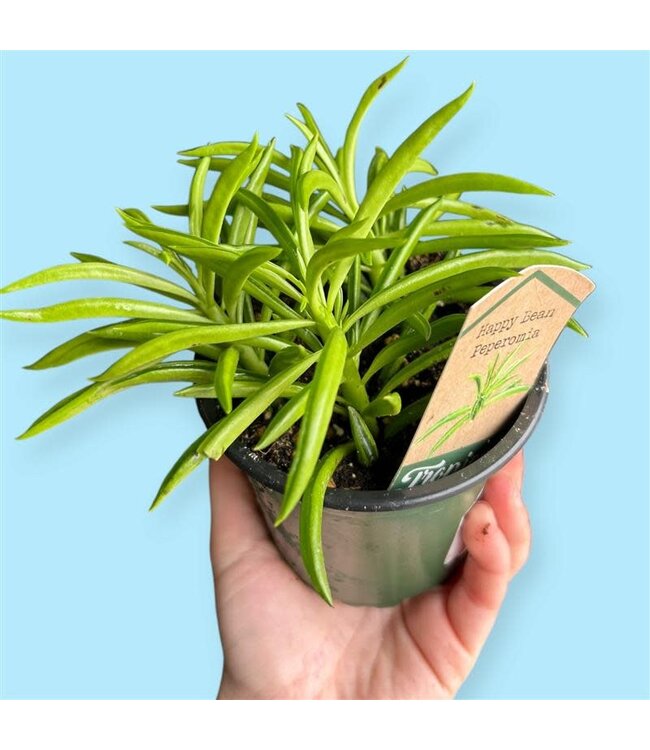 Peperomia Happy Bean 4" [11]
