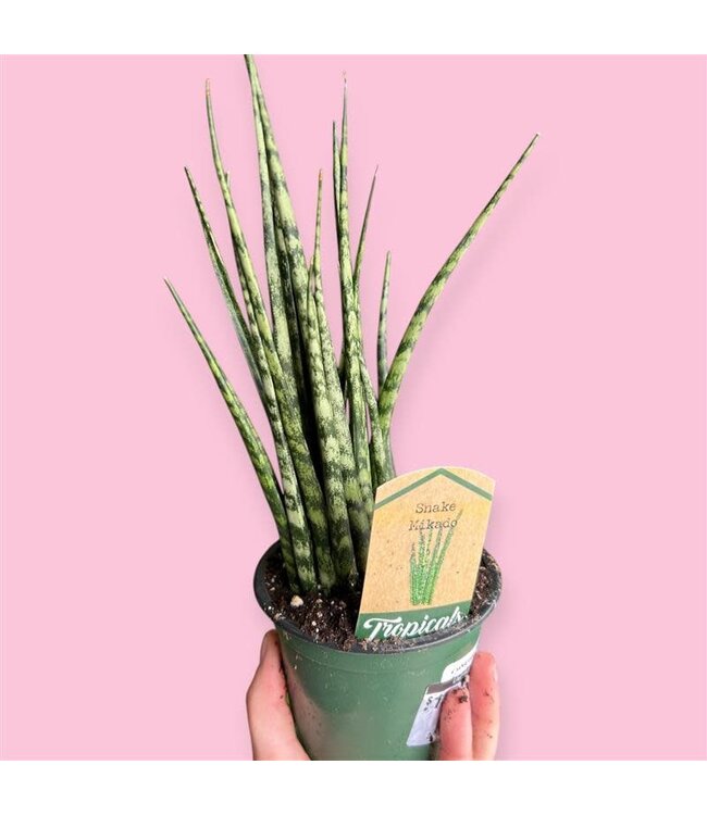 Sanseveria Mikado 4" [11]