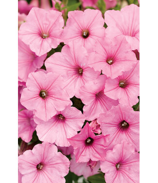 Livingstone Petunia Supertunia® Vista 'USTUNI6001' (Vista Bubblegum® ) 4.5in [1]