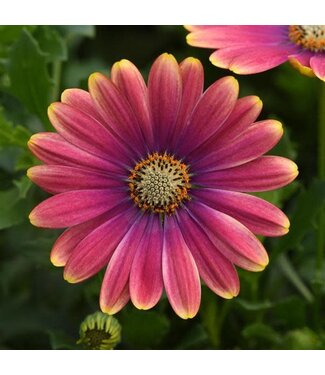 Livingstone Osteospermum (Zion Pink Sun) 4in [2]