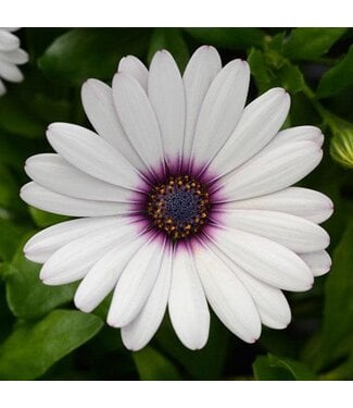 Livingstone Osteospermum (Daisy Falls White Amethyst) 4in [2]