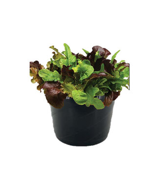 Livingstone Fresh Table Top Veggie - Lettuce Only 8in [10]
