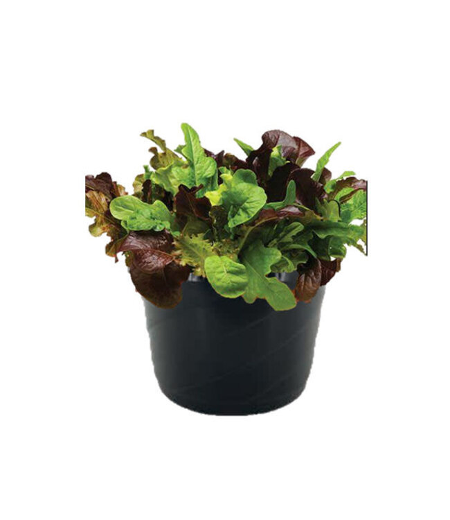 Fresh Table Top Veggie - Lettuce Only 8in [10]