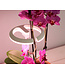 Sunblaster Halo 360 LED Grow Light